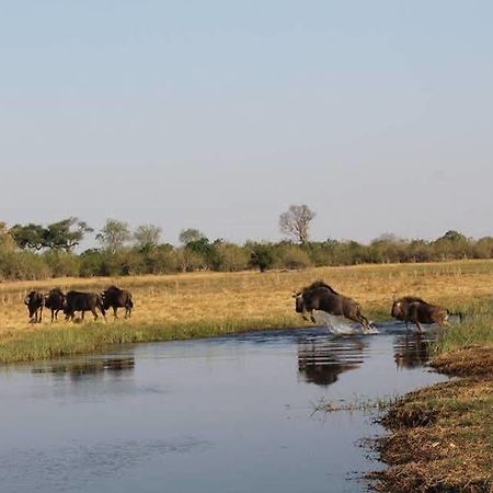 Camp Savuti Hotel Buitenkant foto